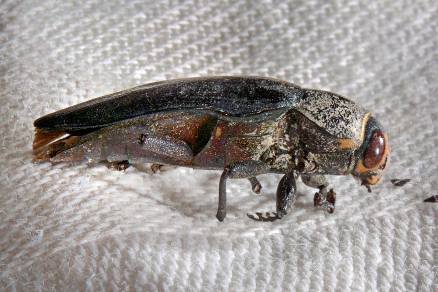 Buprestidae: Buprestis sp.? S, B. cupressi